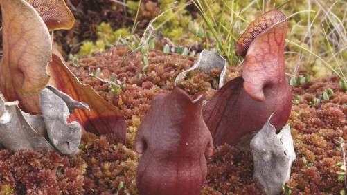 Peat Moss Management And Sustainability In 2013
