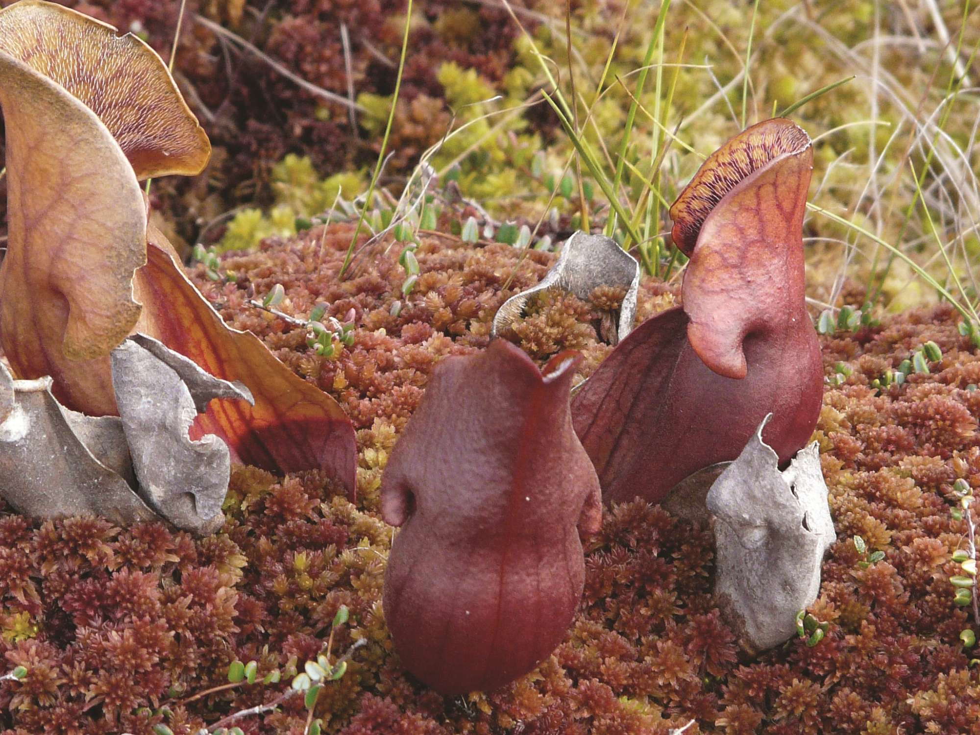 Peat Moss Management And Sustainability In 2013 - Greenhouse Grower