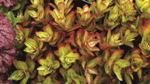 Foliage Offers Texture And Interest To The Garden