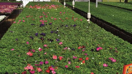 Ruibal’s Plants Uses Supplemental Lighting To Speed Flowering