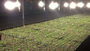 Warehouse Growing Works With The Right Variables