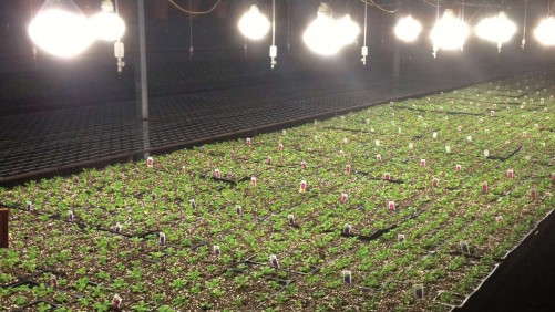 Warehouse Growing Works With The Right Variables
