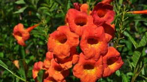 2012 Field Trials Reports: Ball FloraPlant
