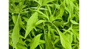 2012 Field Trials Reports: Cornell University