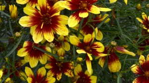 Terra Nova Nurseries Introduces New Coreopsis Variety