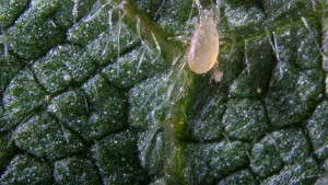Biological Controls And Pesticides Can Work Together