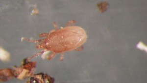 Biological Control Products To Protect Your Crop