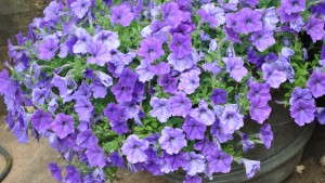 2012 Field Trials Reports: University of Georgia