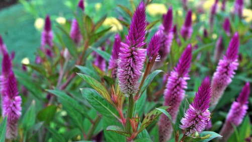 2012 Field Trials Reports: Dallas Arboretum