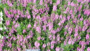 2013 Field Trial Results: Oklahoma State University