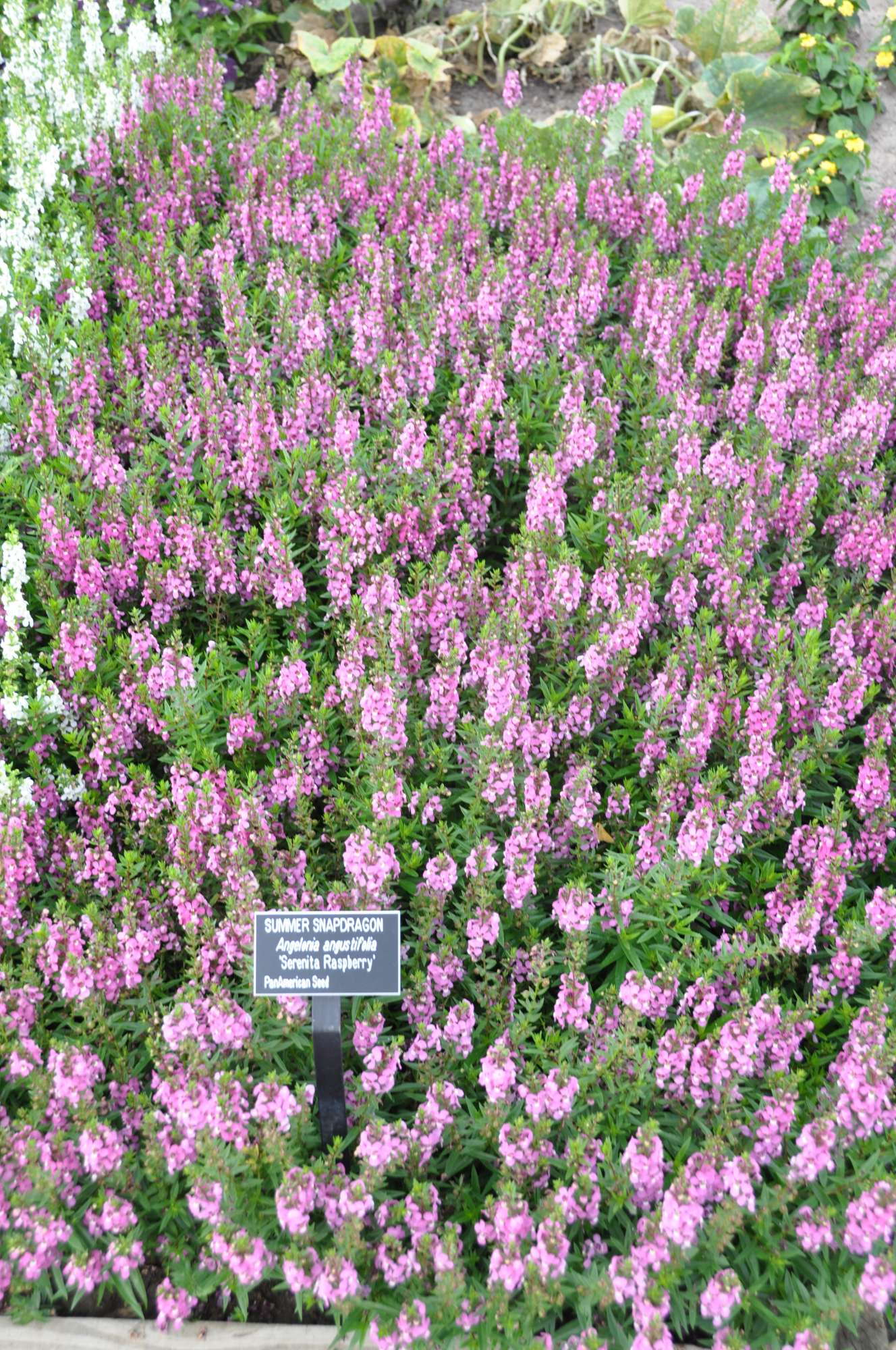 2013 Field Trial Results: Oklahoma State University - Greenhouse Grower