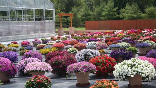 Field Trials Reports: Lucas Greenhouses