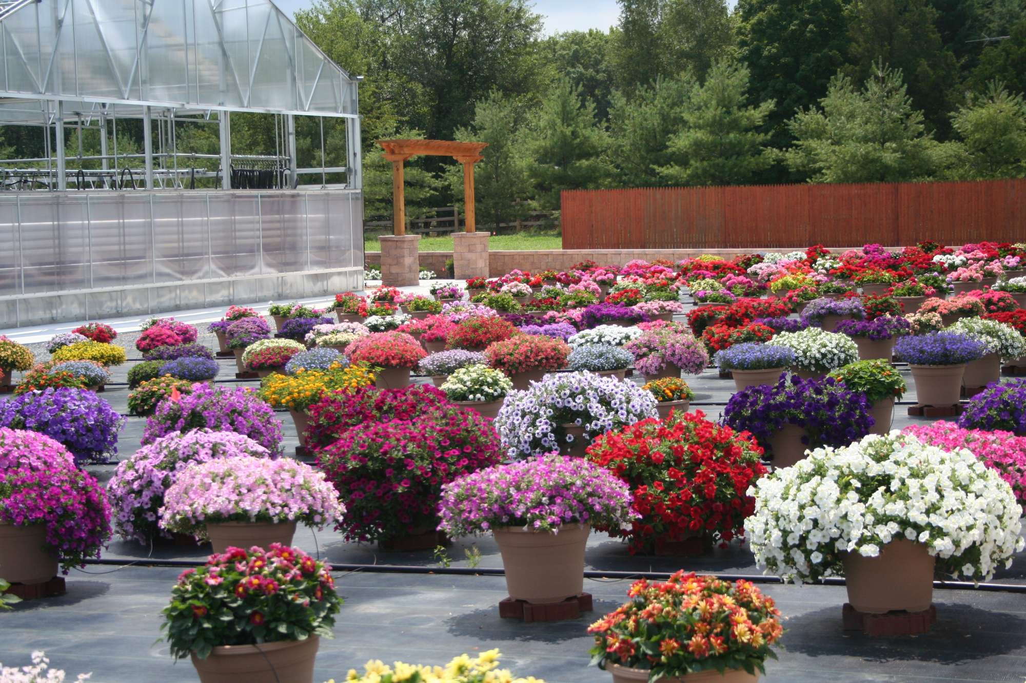 Field Trials Reports Lucas Greenhouses Greenhouse Grower