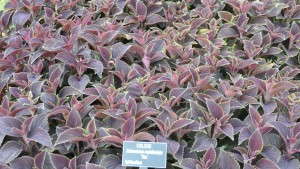2012 Field Trials: Reiman Gardens, Iowa State University