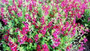 Field Trials Reports: Louisiana State University Ag Center