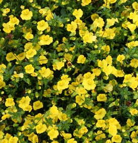 Field Trials Reports: J.C. Raulston Arboretum