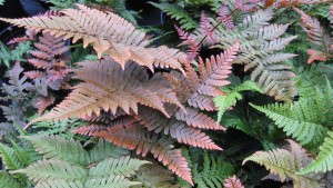 7 Ferns To Grow In 2013