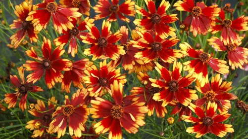 How To Grow Coreopsis