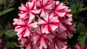 2012 Field Trials: Welby Gardens