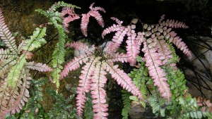 Colorful Ferns For Growers