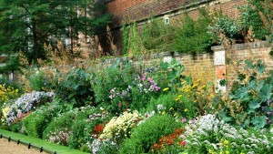 Popular Perennials At Retail