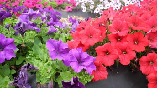 2012 Field Trials: C. Raker And Sons
