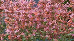 Terra Nova Nurseries Introduces Agastache Kudos Series