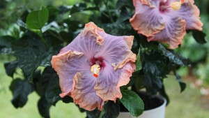 2013-14 Color Trends