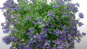 Take A Look At  Diascia ‘Blue Belle’ From PlantHaven