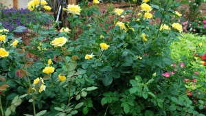 Top Performing Perennials
