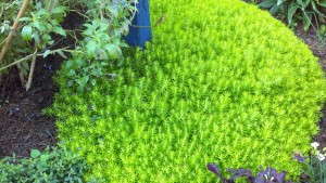 Top Performing Perennials