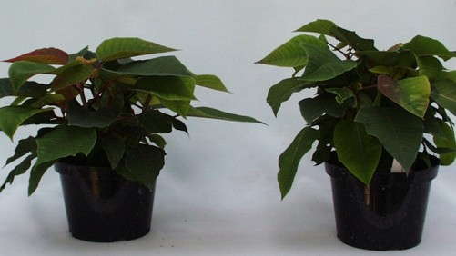 Selecting Fertilizer Formulations To Manage Plant Growth