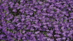 Lobelia Offers A Downy-Mildew-Resistant Option