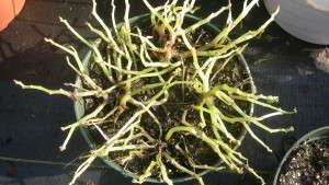 Growers Look To Limit Downy Mildew Losses