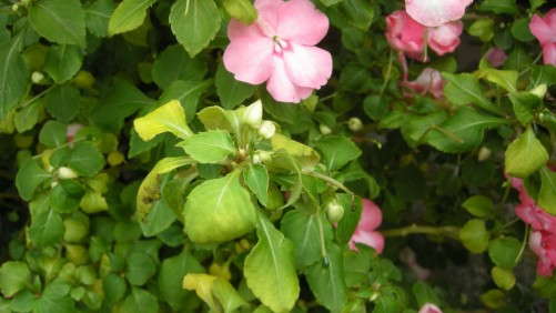 Prevention Measures For Impatiens Downy Mildew Start At Plug Production, Chase Says