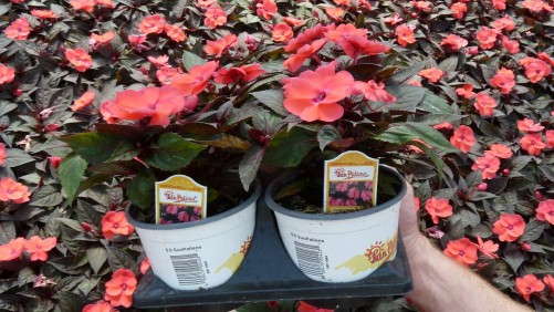 How To Grow SunPatiens