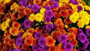 How To Create Vibrant Mum Combinations