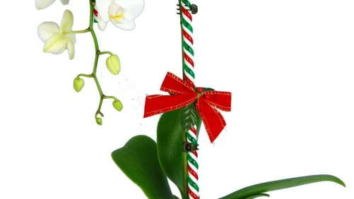 Silver Vase Markets Plants For Seasons, Not Holidays