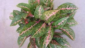 An Inside Look At The Tropical Plant Trend