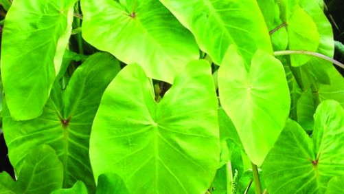 Slideshow: 8 Tropical Plants Your Customers Will Love