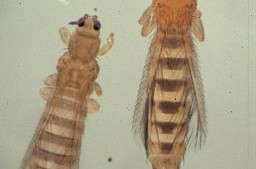 New Insecticides Offer Alternatives For Growers