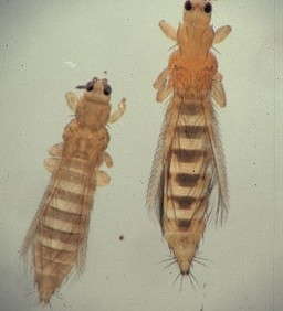 New Insecticides Offer Alternatives For Growers