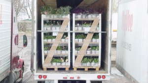 Eco-Friendly Greenhouse Racks For Your Operation