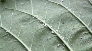 Cool-Season Insect Control