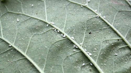 Cool-Season Insect Control