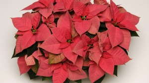 The State Of The Poinsettia Market
