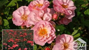 HGTV HOME Plant Collection Announces Ornamental Line