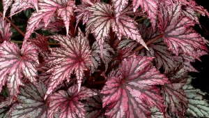 Terra Nova Nurseries Introduces New Heuchera And Begonia Series