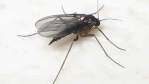 Greenhouse Pests 101: Fungus Gnats