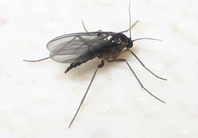 Greenhouse Pests 101: Fungus Gnats